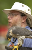 Mark Booth with Gwen, a peregrine falcon